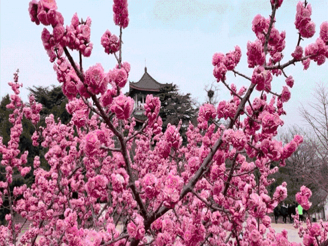 壁纸 花 桌面 640_480 gif 动态图 动图